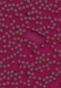 Figure for: Publication