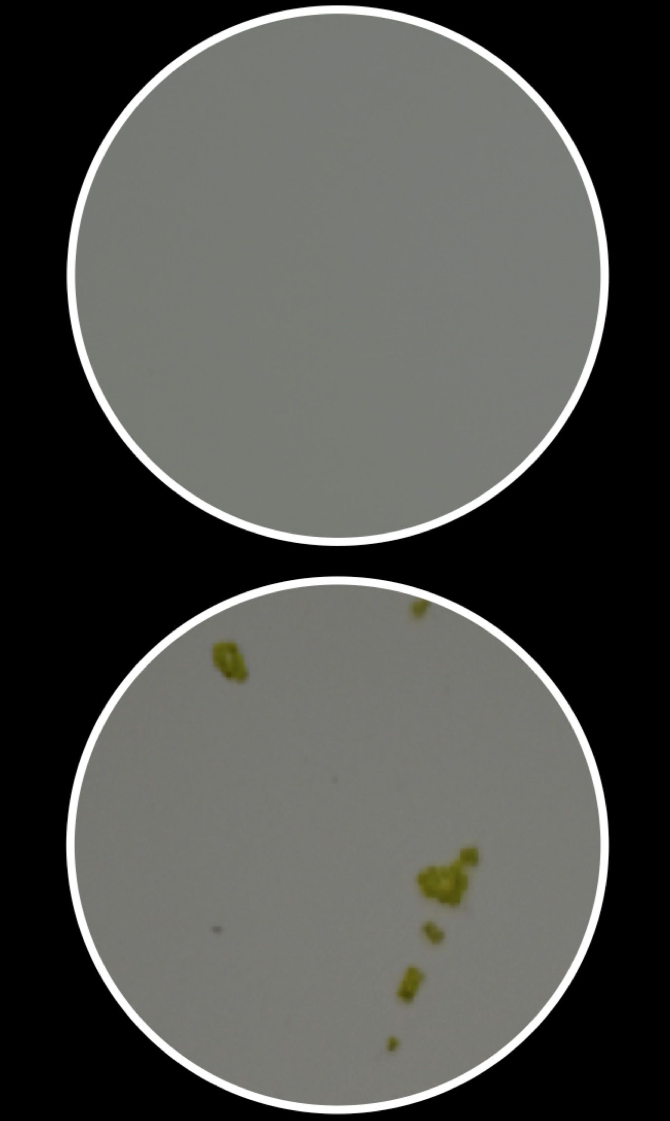 Figure for: Publication