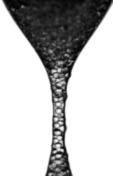 Figure for: Publication