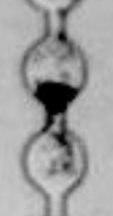 Figure for: Publication