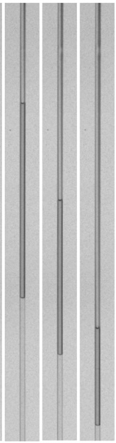 Figure for: Publication