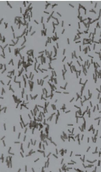 Figure for: Publication